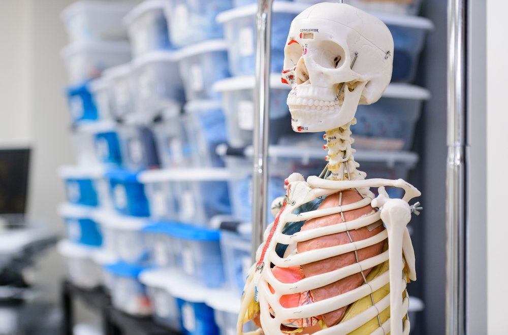 Skeletal Model in ESU's Nursing Department