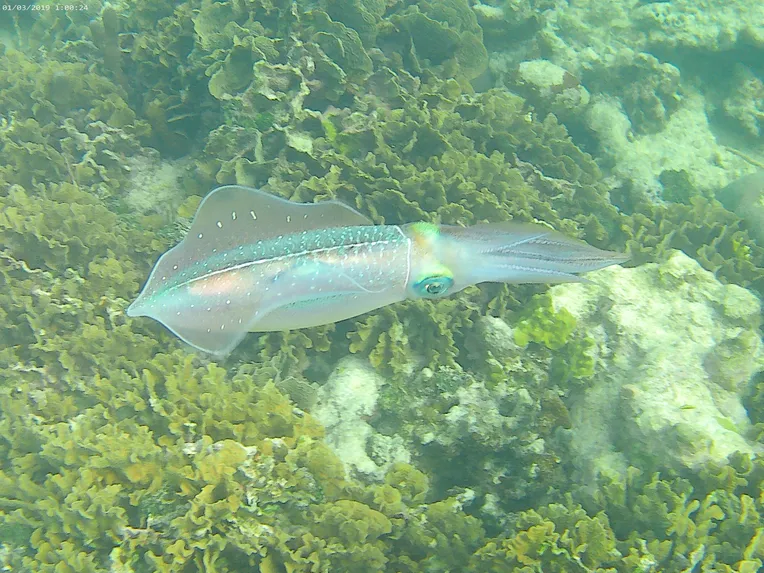 Caribbean reef squid in Belize