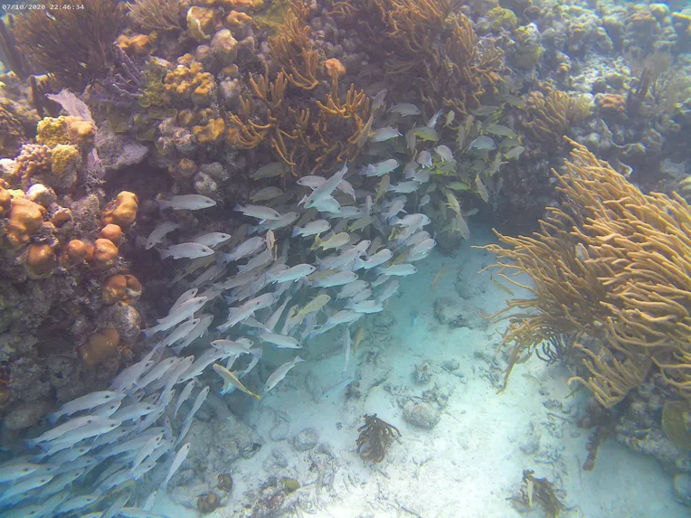 Coral and fish