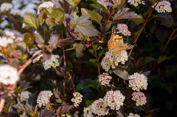 Flowers and butterfly on campus