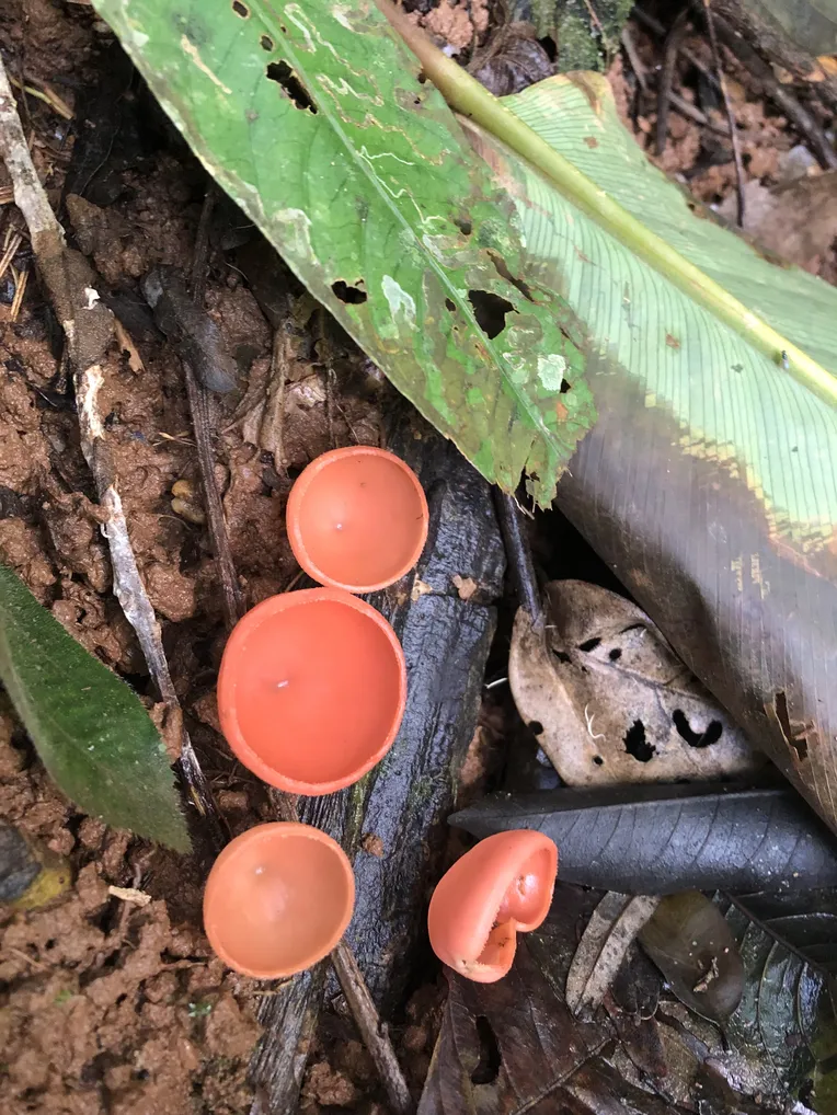 Mushrooms in Belize