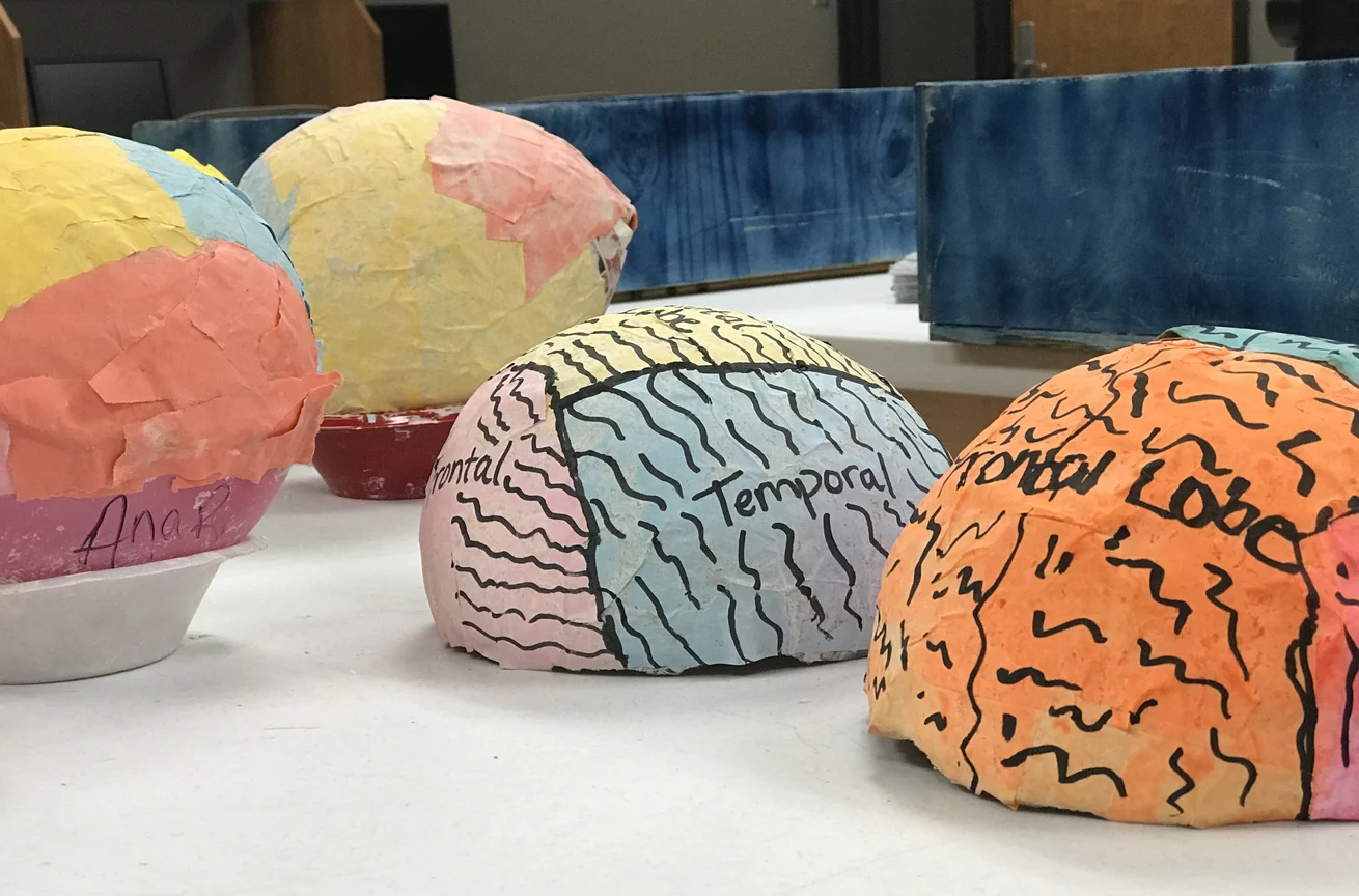 Paper machet models of the lobes in the brain