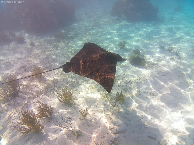 Spotted eagle ray