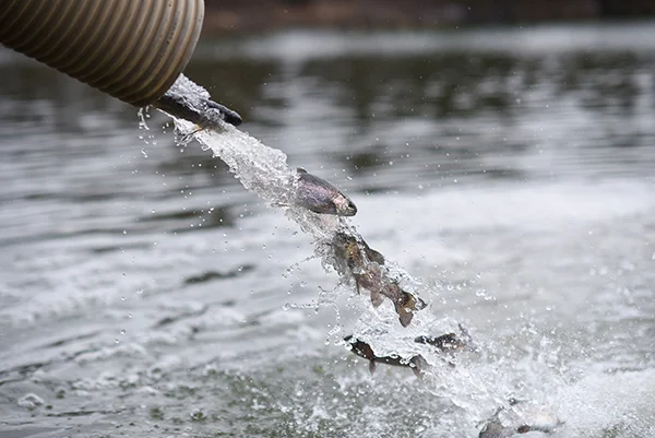 Trout are released into ESU's King Lake for winter fishing opportunities