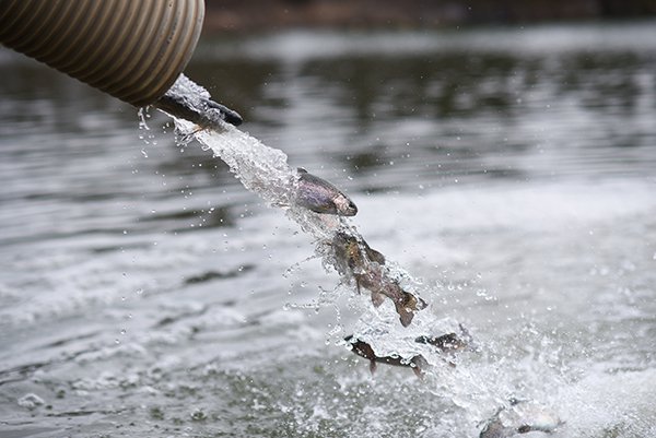 Trout are released into ESU's King Lake for winter fishing opportunities