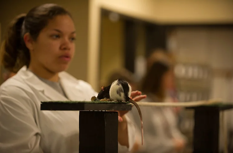A black and white rat on an elevated platform as a student looks on.